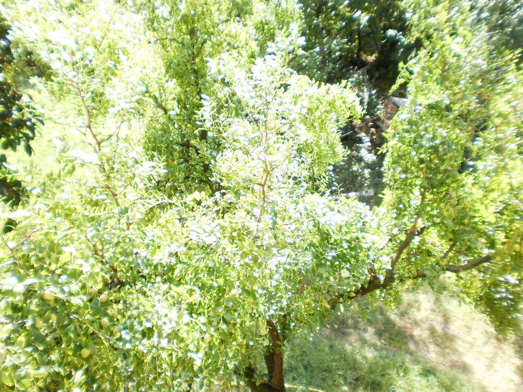 Green Fields Падуя Екстер'єр фото
